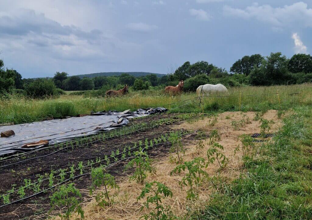 Image de la ferme avec les chevaux et le potager.